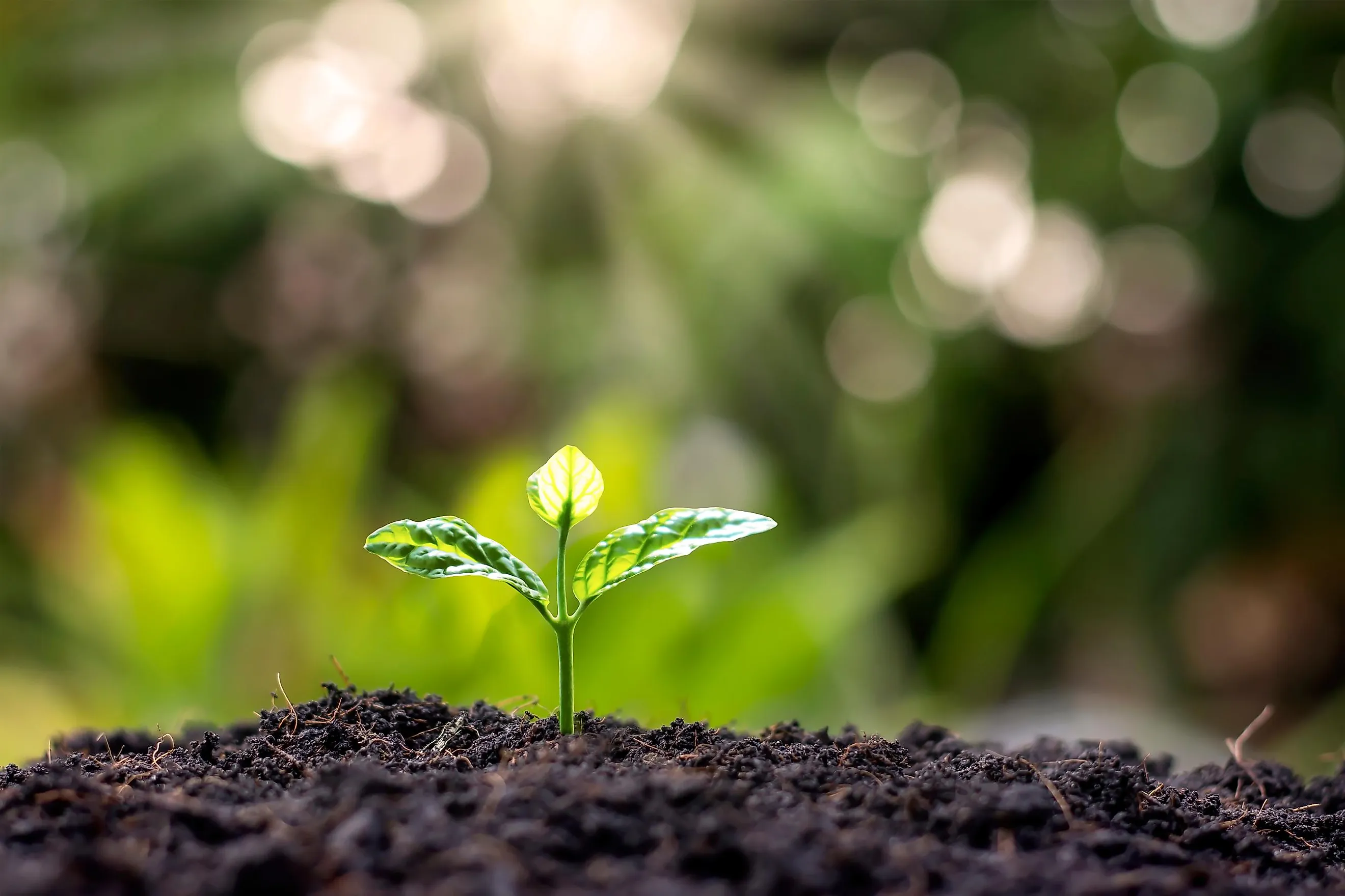 Join the Certified Environmental Studies Course with Uttarakhand’s Best Education Consultant – Unicoadmission